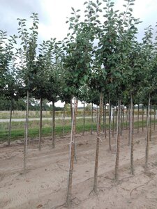 Malus d. 'Jacques Lebel' 12-14 Hoogstam wortelgoed 2 X verplant - afbeelding 5