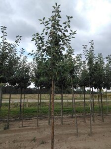 Malus d. 'Jacques Lebel' 14-16 Hoogstam wortelgoed 2 X verplant - afbeelding 4