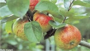 Malus d. 'Jacques Lebel' 6-8 Hoogstam wortelgoed - afbeelding 4