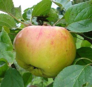 Malus d. 'Jacques Lebel' 8-10 Hoogstam wortelgoed - afbeelding 5
