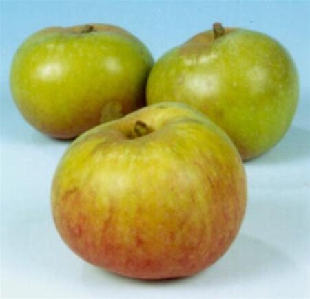 Malus d. 'Jacques Lebel' 8-10 Hoogstam wortelgoed - afbeelding 6