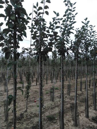 Malus d. 'Jacques Lebel' 8-10 Hoogstam wortelgoed - afbeelding 4