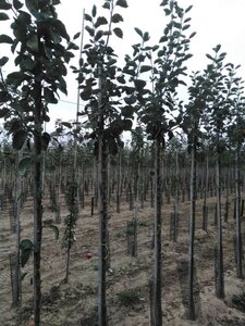 Malus d. 'Jacques Lebel' 8-10 Hoogstam wortelgoed - afbeelding 4