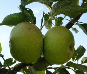 Malus d. 'Jacques Lebel' 8-10 Hoogstam wortelgoed - afbeelding 7