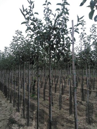 Malus d. 'Jonagold' (laat) 10-12 Hoogstam wortelgoed - afbeelding 5
