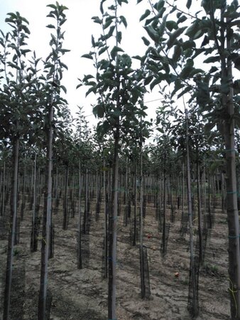 Malus d. 'Jonagold' (laat) 6-8 Hoogstam wortelgoed - afbeelding 8