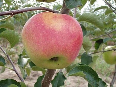 Malus d. 'Jonagold' (laat) 6-8 Hoogstam wortelgoed - afbeelding 5