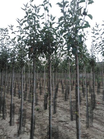 Malus d. 'Jonagold' (laat) 8-10 Hoogstam wortelgoed - afbeelding 7