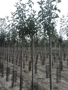 Malus d. 'Jonagold' (laat) 8-10 Hoogstam wortelgoed - afbeelding 7