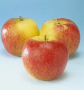 Malus d. 'Jonagold' (laat) 8-10 Hoogstam wortelgoed - afbeelding 6