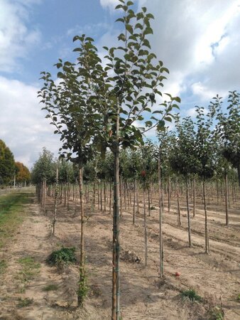 Malus d. 'Kaiser Wilhelm' 10-12 Hoogstam wortelgoed - afbeelding 7