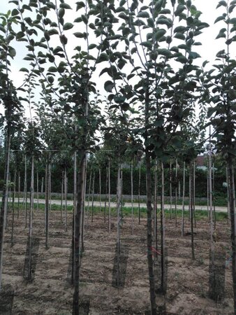 Malus d. 'Kaiser Wilhelm' 10-12 Hoogstam wortelgoed - afbeelding 6