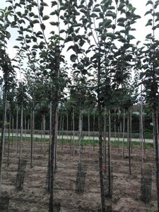 Malus d. 'Kaiser Wilhelm' 10-12 Hoogstam wortelgoed - afbeelding 6