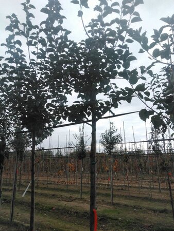 Malus d. 'Kaiser Wilhelm' 10-12 Hoogstam wortelgoed - afbeelding 5