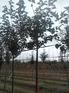 Malus d. 'Kaiser Wilhelm' 10-12 Hoogstam wortelgoed - afbeelding 5