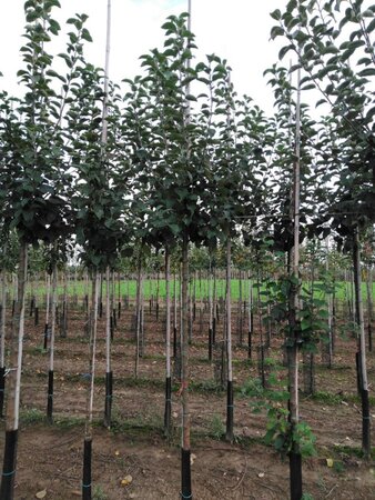 Malus d. 'Kaiser Wilhelm' 10-12 Hoogstam wortelgoed - afbeelding 8