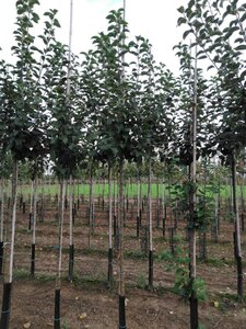 Malus d. 'Kaiser Wilhelm' 10-12 Hoogstam wortelgoed - afbeelding 8