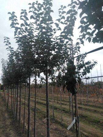 Malus d. 'Kaiser Wilhelm' 12-14 Hoogstam wortelgoed 2 X verplant - afbeelding 7