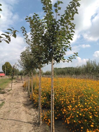 Malus d. 'Kaiser Wilhelm' 12-14 Hoogstam wortelgoed 2 X verplant - afbeelding 5