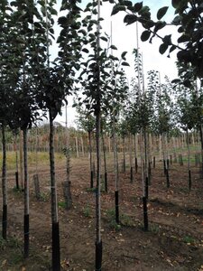 Malus d. 'Kaiser Wilhelm' 6-8 Hoogstam wortelgoed - afbeelding 6
