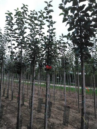 Malus d. 'Kaiser Wilhelm' 6-8 Hoogstam wortelgoed - afbeelding 5