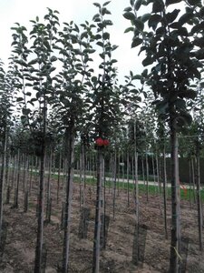 Malus d. 'Kaiser Wilhelm' 6-8 Hoogstam wortelgoed - afbeelding 5