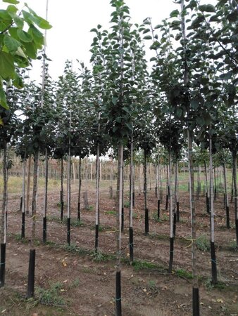 Malus d. 'Kaiser Wilhelm' 8-10 Hoogstam wortelgoed - afbeelding 6
