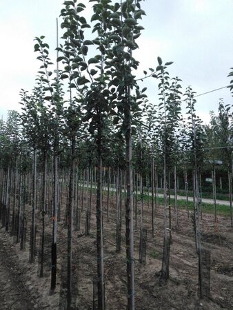 Malus d. 'Kaiser Wilhelm' 8-10 Hoogstam wortelgoed - afbeelding 5