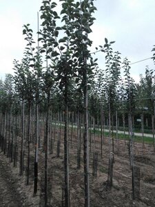 Malus d. 'Kaiser Wilhelm' 8-10 Hoogstam wortelgoed - afbeelding 5