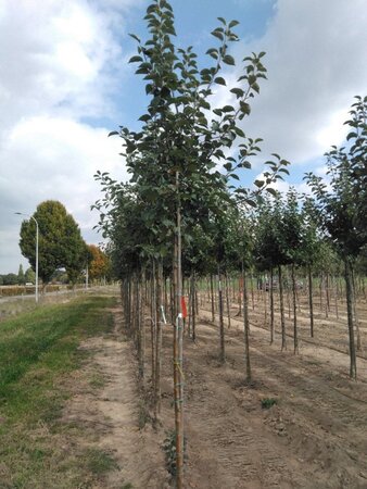 Malus d. 'Kaiser Wilhelm' 8-10 Hoogstam wortelgoed - afbeelding 7