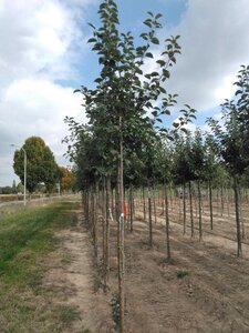 Malus d. 'Kaiser Wilhelm' 8-10 Hoogstam wortelgoed - afbeelding 7