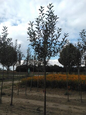 Malus d. 'Melrose' 10-12 Hoogstam wortelgoed - afbeelding 5