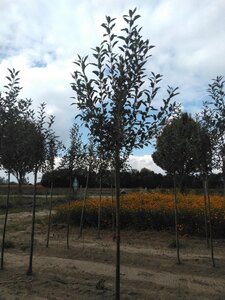 Malus d. 'Melrose' 10-12 Hoogstam wortelgoed - afbeelding 5