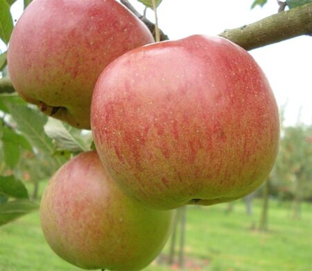 Malus d. 'Melrose' 6-8 Hoogstam wortelgoed - afbeelding 5