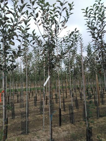 Malus d. 'Melrose' 6-8 Hoogstam wortelgoed - afbeelding 8