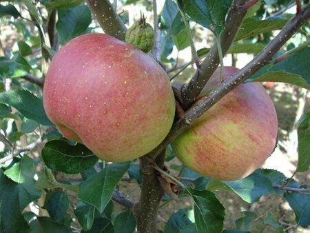 Malus d. 'Melrose' 8-10 Hoogstam wortelgoed - afbeelding 7