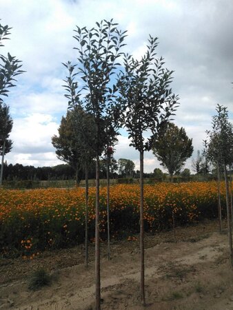 Malus d. 'Melrose' 8-10 Hoogstam wortelgoed - afbeelding 5