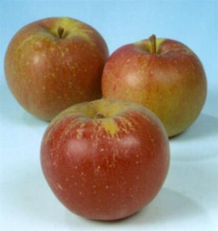 Malus d. 'Melrose' 8-10 Hoogstam wortelgoed - afbeelding 8