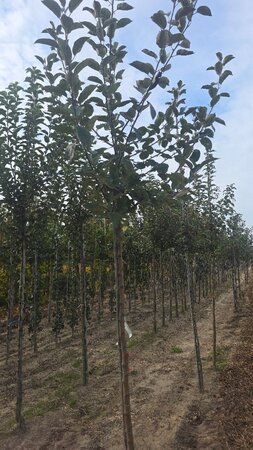 Malus d. 'Rode Boskoop' 10-12 Hoogstam wortelgoed - afbeelding 3