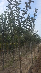 Malus d. 'Rode Boskoop' 10-12 Hoogstam wortelgoed - afbeelding 3