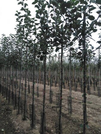 Malus d. 'Rode Boskoop' 10-12 Hoogstam wortelgoed - afbeelding 2