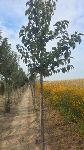 Malus d. 'Rode Boskoop' 12-14 STA BR 2 X V - image 2