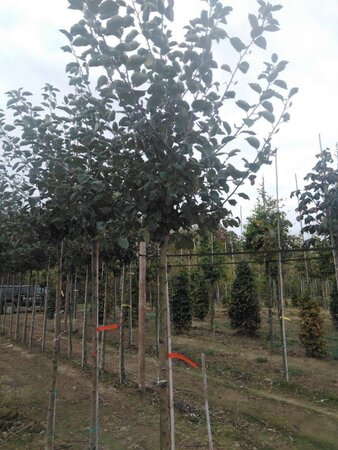 Malus d. 'Rode Boskoop' 12-14 STA BR 2 X V - image 3