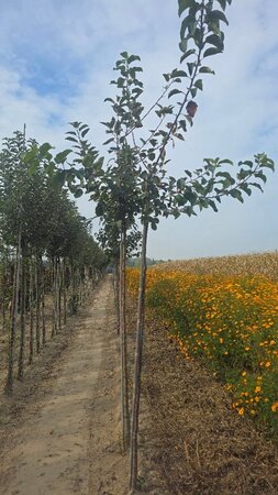 Malus d. 'Rode Boskoop' 6-8 Hoogstam wortelgoed - afbeelding 6