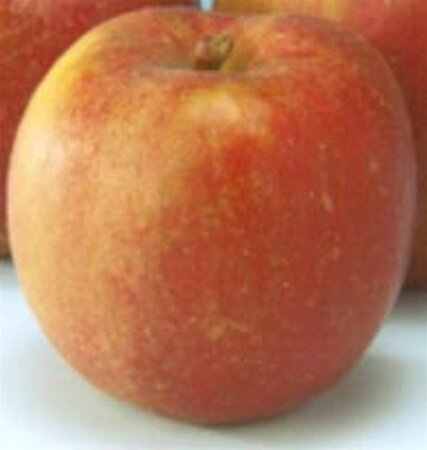 Malus d. 'Rode Boskoop' 6-8 Hoogstam wortelgoed - afbeelding 3