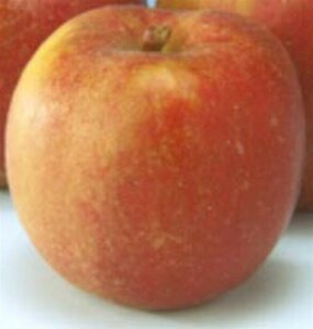 Malus d. 'Rode Boskoop' 6-8 Hoogstam wortelgoed - afbeelding 3