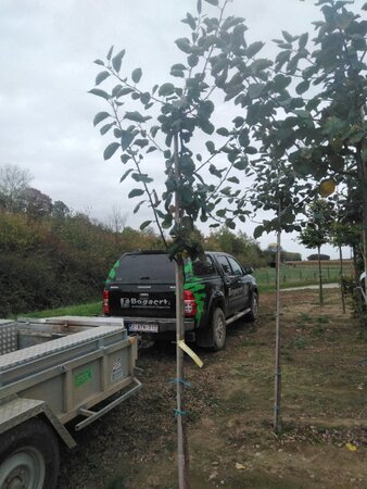 Malus d. 'Rode Boskoop' 6-8 Hoogstam wortelgoed - afbeelding 8