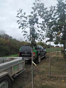 Malus d. 'Rode Boskoop' 6-8 Hoogstam wortelgoed - afbeelding 8