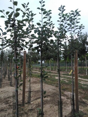 Malus d. 'Rode Boskoop' 6-8 Hoogstam wortelgoed - afbeelding 7