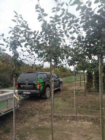 Malus d. 'Rode Boskoop' 8-10 Hoogstam wortelgoed - afbeelding 7